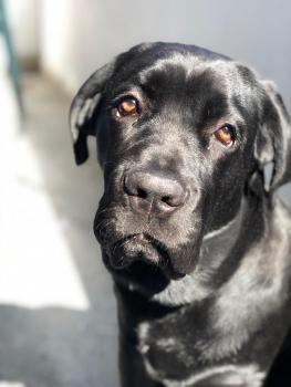 Oreo, Cane Corso