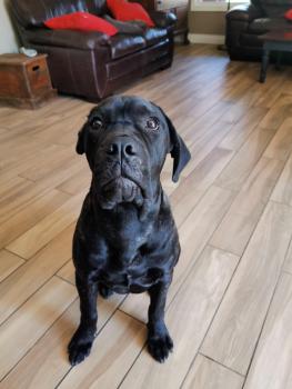 Zeke, Cane Corso
