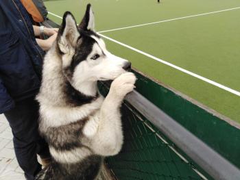 Lycan, Husky Siberiano