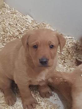 Paco, Labrador Retriever