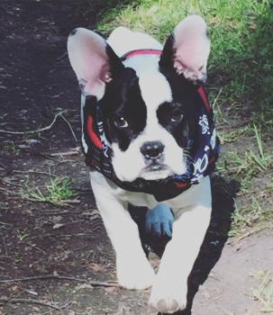 Popeye, Bulldog Francés