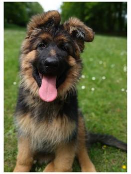 S'Prya, Perro Pastor Alemán