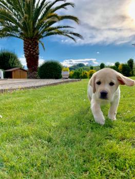 NANA, Labrador Retriever