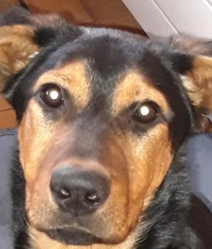 Olya, Beauceron