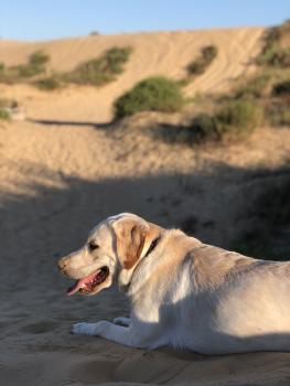 Rocky, Labrador Retriever