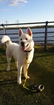 Loki, Akita Inu