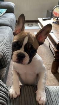 Remy, Bulldog Francés