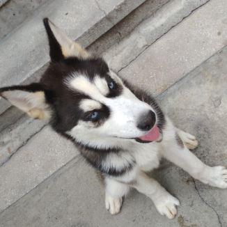 Freya, Siberian Husky