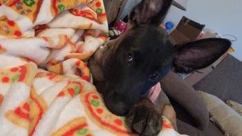 Tyr, Cane da pastore belga