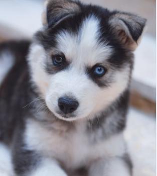 Robin, Husky Siberiano