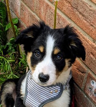 Molly, Border Collie