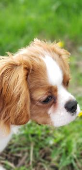 Lady, Cavalier King Charles Spaniel