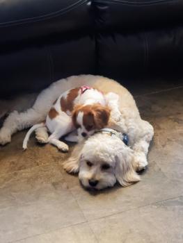 Teddy, Altri cani