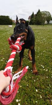 Obscur, Beauceron