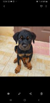 Tyga, Rottweiler