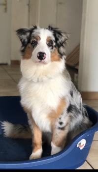Orso, Pastor Australiano