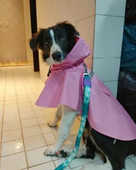 Kira, Border Collie