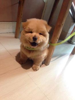 YukiChow, Chow chow