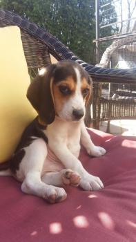 Thor, Beagle