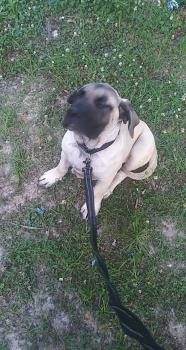 Khloi, Bullmastiff