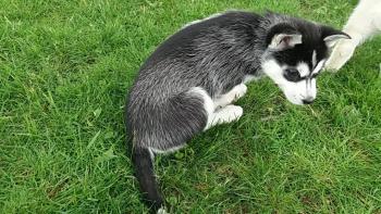 Pomka, Husky Siberiano