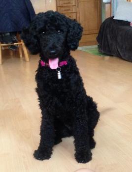Leia, Caniche