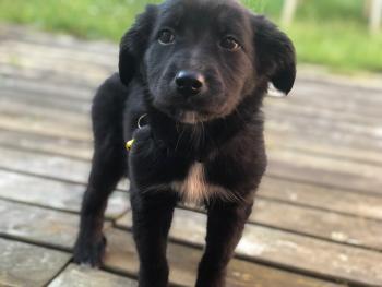 Pumba, Border Collie