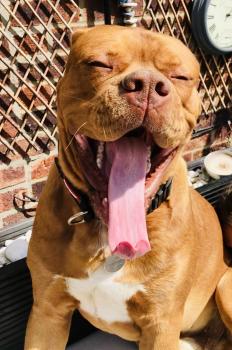 Wilson, Dogue de Bordeaux