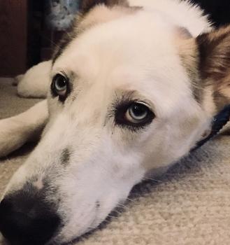 Takota, Husky Siberien