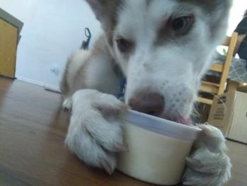 Zakoda Z Ruiz, Siberian Husky