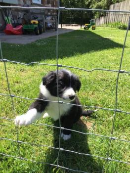 Shiloh, Border Collie