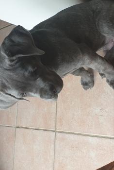 PATO, Cane Corso