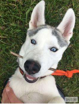 Nahia, Husky Siberiano
