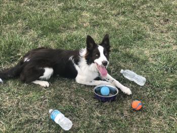 Roxy, Border Collie
