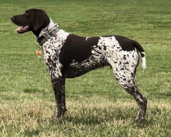 Harley, Braco Alemán De Pelo Corto