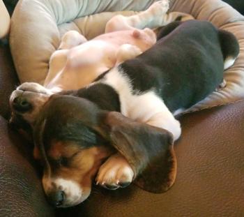 Hermes, Basset Hound
