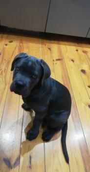 Oursonne, Cane Corso