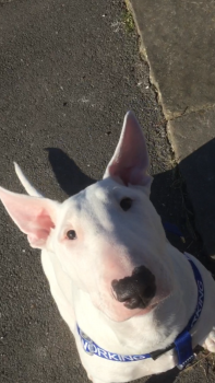 Zeus, Bull Terrier