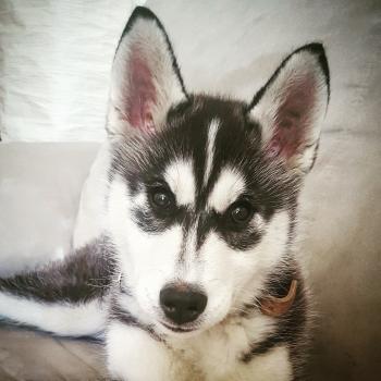 Pyra, Husky Siberiano