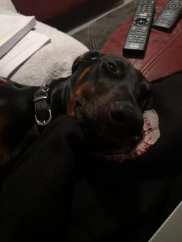 Zara, Dobermann