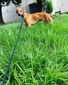 Freya, Rhodesian Ridgeback