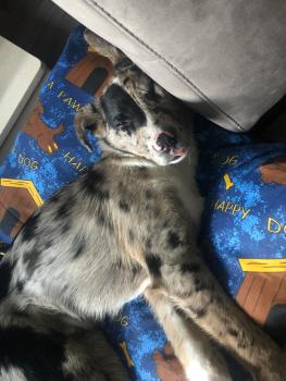 Lennie, Border Collie