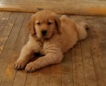 Sky, Golden Retriever