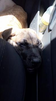 Sparrow, Dogo Canario