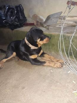 Vodka, Rottweiler