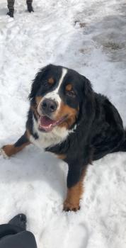 Balou, Berner Sennenhund