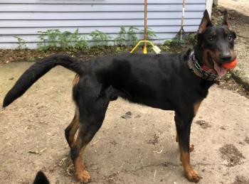 VJ, Cane da pastore di beauce