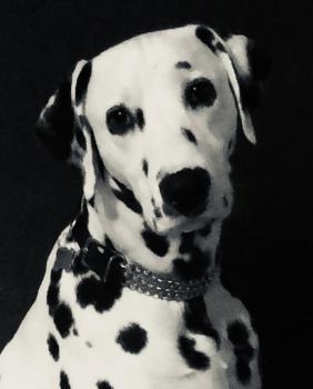 Marshall, Dálmata