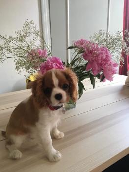 Paddington, Cavalier King Charles Spaniel