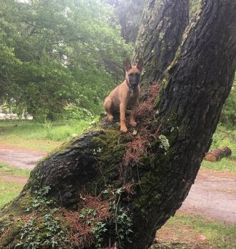 kawa, Pastor Belga Malinois